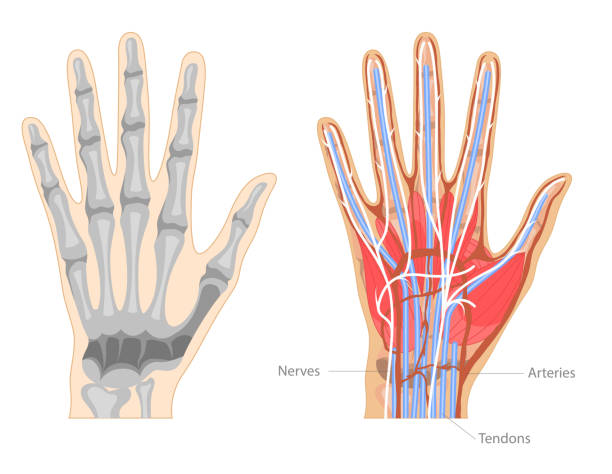 ilustrações, clipart, desenhos animados e ícones de desenho animado cor mão anatomia conceito banner cartão de pôster. vetor - tendon