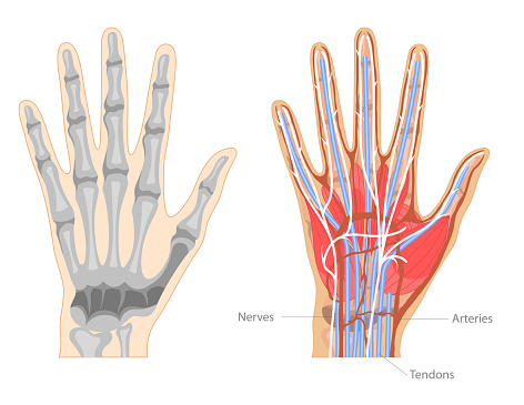 Cartoon Color Hand Anatomy Healthcare and Orthopedic Concept Banner Poster Card Flat Design Style. Vector illustration