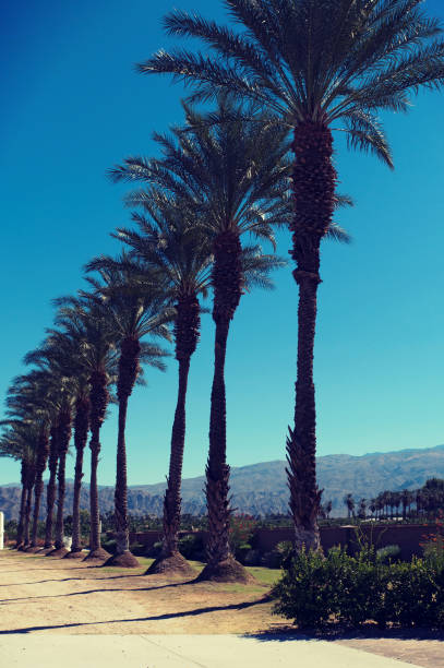 istock Palm trees in a row on country road 1266752793