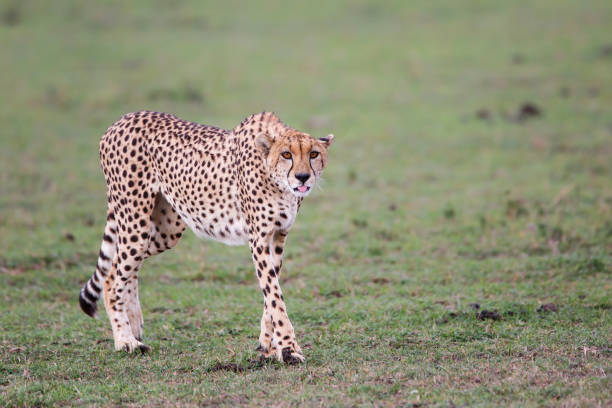 istock Cheetah in the Masai Mara National Reserve 1266753220