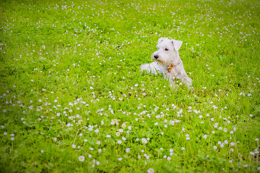 Miniature Schnauzer on the meadow