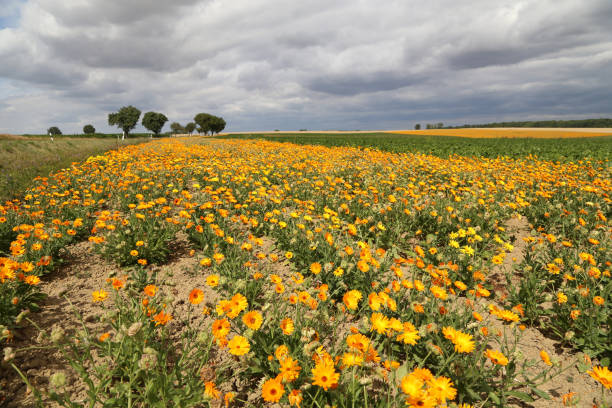istock Calendula, medicinal flowers grow in a field in Germany 1266755314