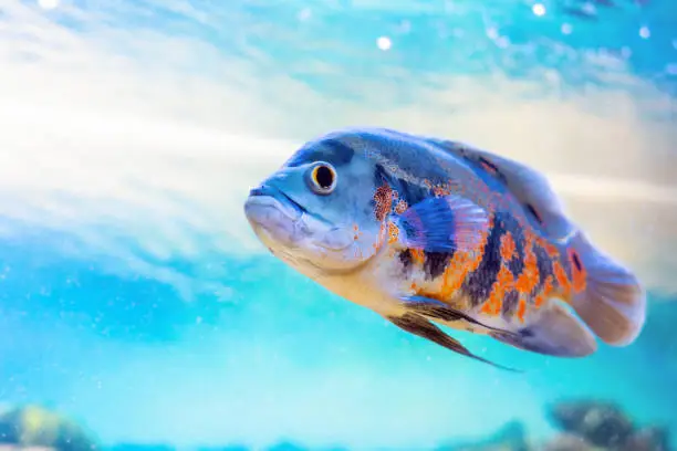 Astronotus ocellatus is a popular aquarium fish in the cichlid family.