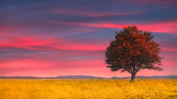 lonely tree at sunset on wheat field
