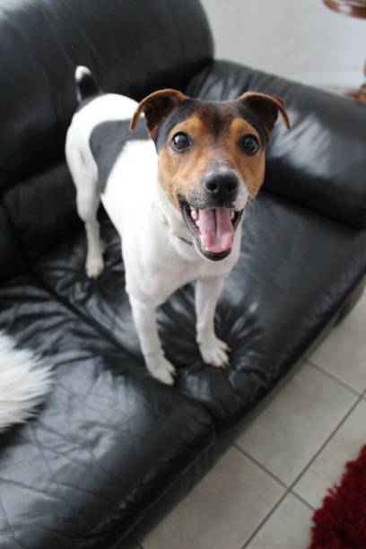 istock Heis, the family dog 1266758709