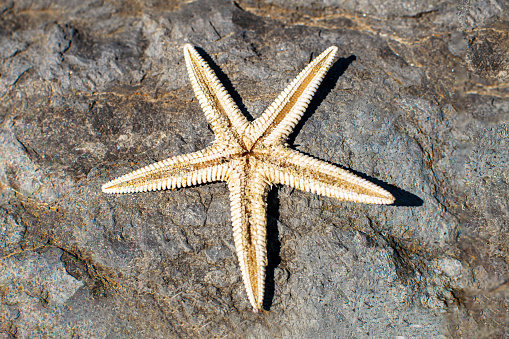 Red starfish on white sand on sunny tropical beach. five-star hotel by the sea concept.