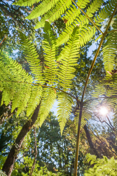 istock lush green fern leaf vegetation 1266760981