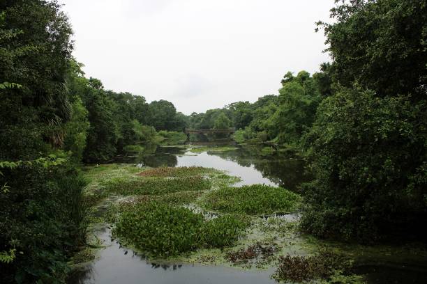 istock greenery in and around a bayou 1266761345