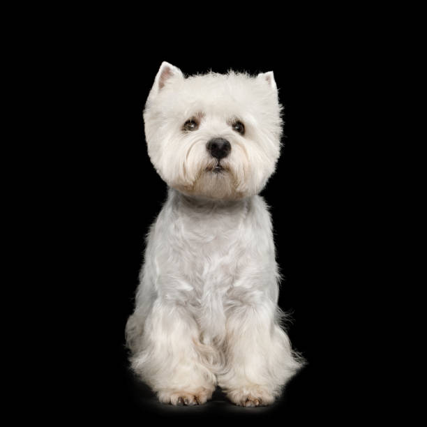 west highland white terrier em fundo negro - westy - fotografias e filmes do acervo