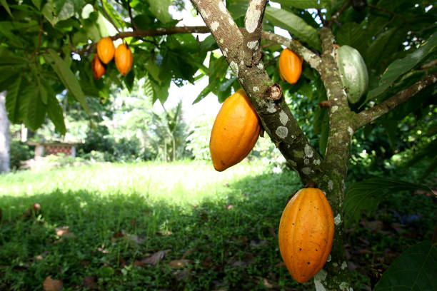cosecha de cacao en el sur de bahía - cocoa cocoa bean chocolate brazil fotografías e imágenes de stock