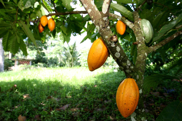 colheita de cacau no sul da bahia - cocoa cocoa bean chocolate brazil - fotografias e filmes do acervo