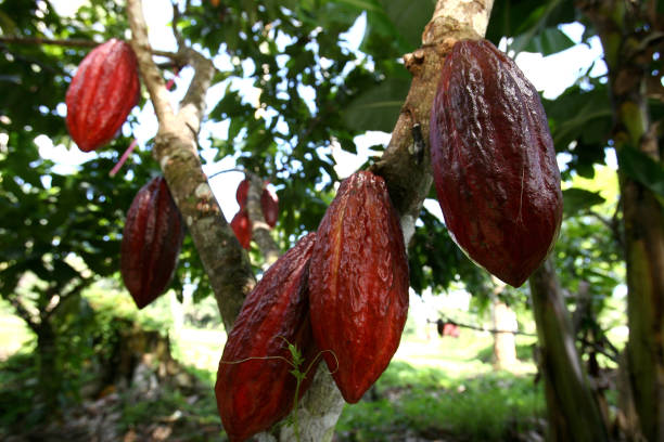 cosecha de cacao en el sur de bahía - cocoa cocoa bean chocolate brazil fotografías e imágenes de stock