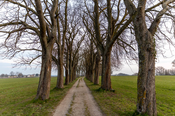 Alley of trees in autumn