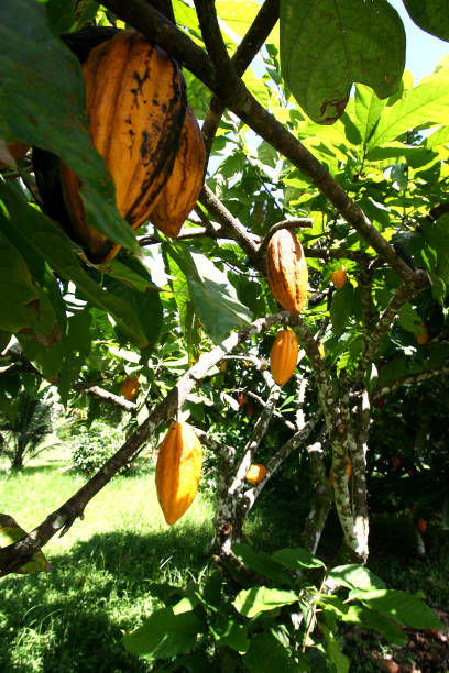 colheita de cacau no sul da bahia - cocoa cocoa bean chocolate brazil - fotografias e filmes do acervo