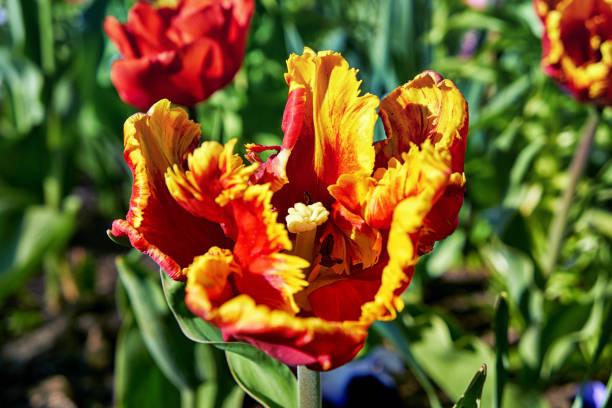 istock Ruffled red yellow tulip blossom with green blurred background. 1266764874