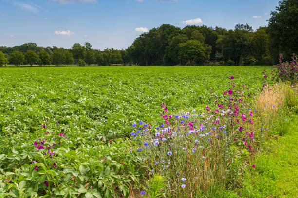 nature-inclusive agriculture in the netherlands - raw potato field agriculture flower imagens e fotografias de stock