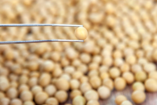 Lots of soybeans arranged on a white background