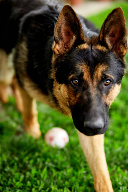 istock German shepherd lying on the grass in the park. 1266766908