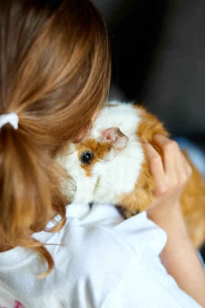 istock Child playing with guinea pig, stay quarantine time kid home. 1266766926