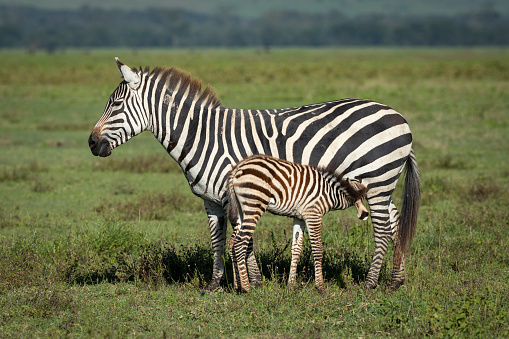 Side on of baby zebra feeding with mother waiting patiently standing on green grass in Ngorongoro Crater Tanzania
