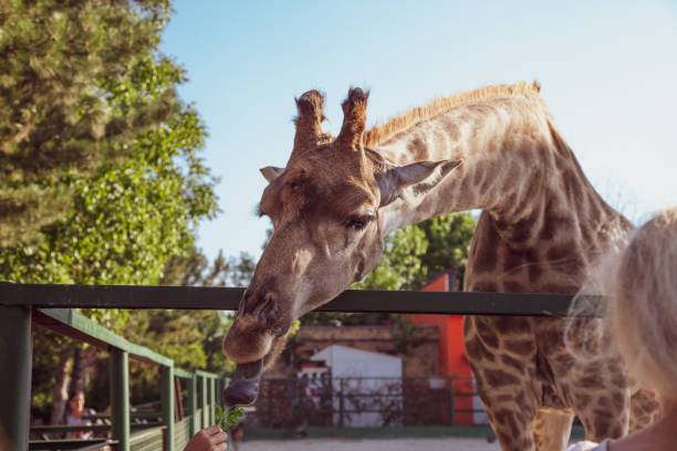 istock Large funny giraffe head in safari zoo 1266768115