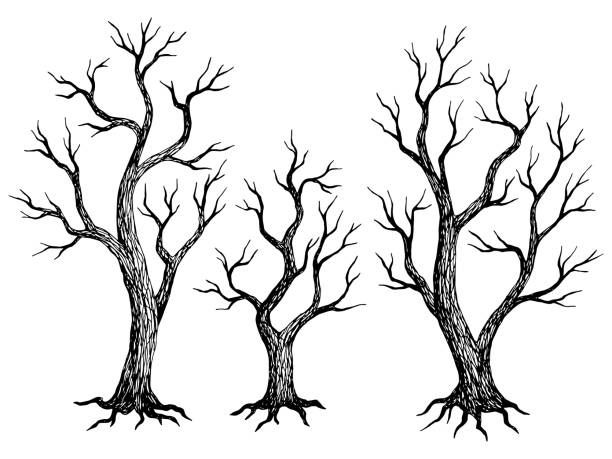 잎이없는 나무 그래픽 죽은 식물 검은 흰색 고립 된 스케치 일러스트 벡터 - 겨울나무 stock illustrations