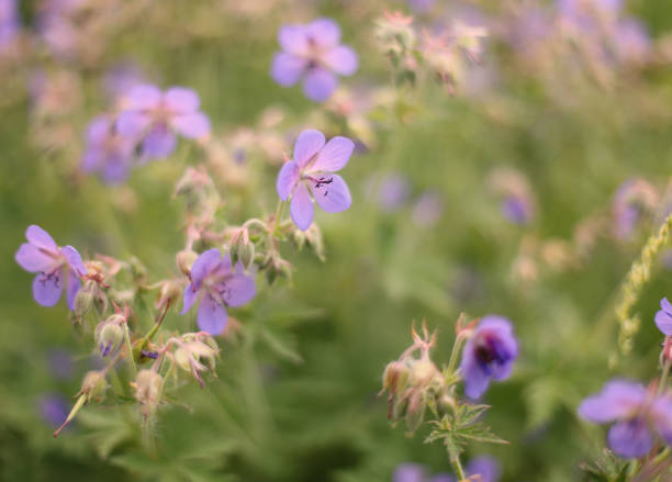 istock Blurred background. Field summer purple flowers on a green background. Meadow geranium. Copy space. 1266770430