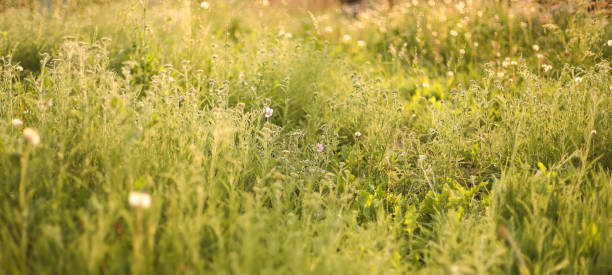 istock Green meadow grass. Macro. Summer concept. Selective focus. Plants, flowers. Copy space. 1266770435