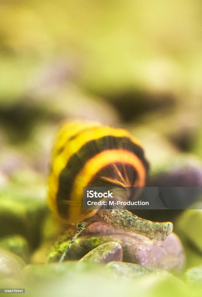 Macro shot of assassin snail in aquarium. Anentome helena. Animal Stock Photo