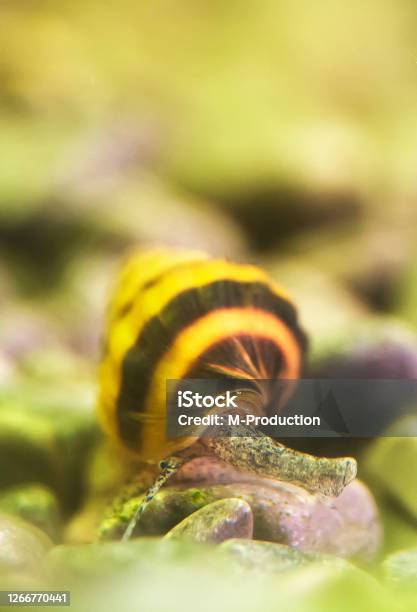 Macro Shot Of Assassin Snail In Aquarium Anentome Helena Stock Photo - Download Image Now