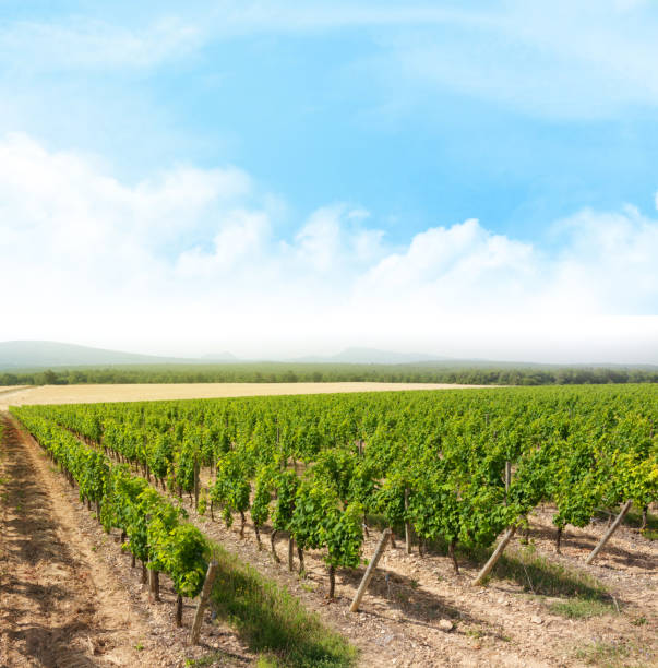 istock Landscape of vineyard 1266770633