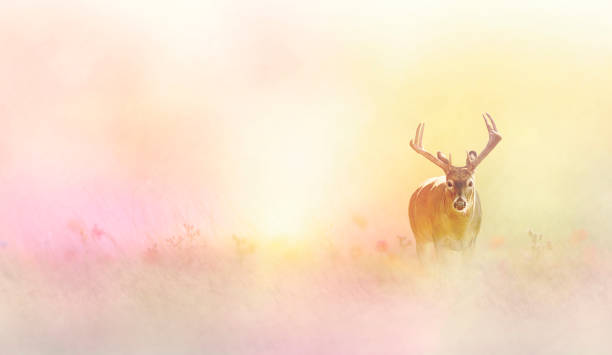 istock Male deer in tall yellow grass 1266771975