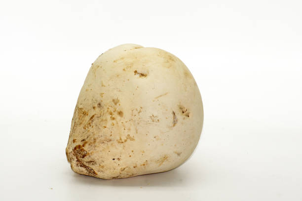 istock Giant bovist mushroom released on white background 1266772075