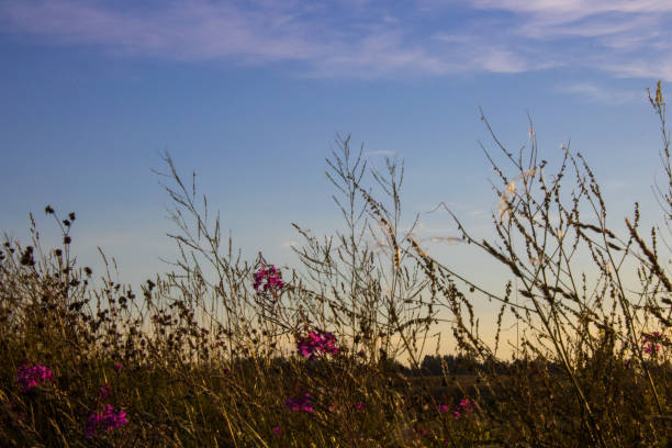 istock flowers in a summer field at sunset 1266772472