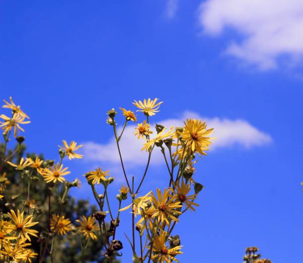 istock Yellow Flowers Blue Sky 1266773317
