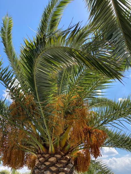 istock palm tree with blue sky in summer day 1266773391