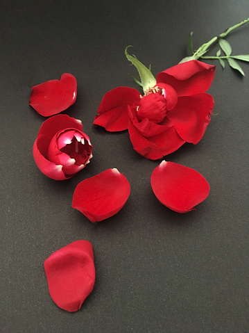 red, rose, rose petals, dead plant, studio shot