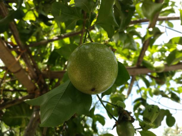 istock Green passion fruit is ready for harvest 1266775935