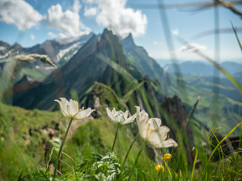 Summer mountain landscape. clearing with blooming wild flowers against the backdrop of green mountains