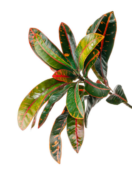 istock Codiaeum variegatum foliage, Croton leaves on branch isolated on white background with clipping path 1266778591