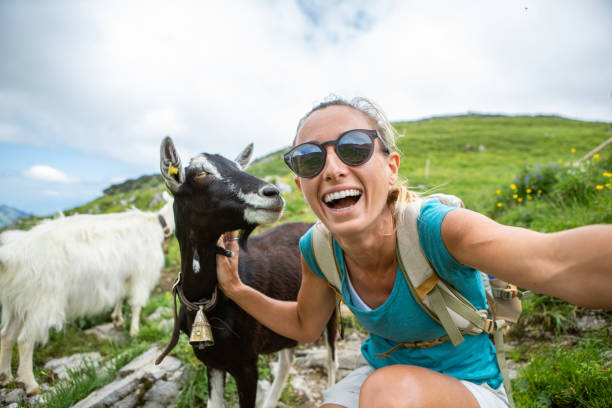 Goat selfie Woman hiking in Switzerland and stops to take a selfie with a mountain goat. People loving animals sharing online goat photos stock pictures, royalty-free photos & images