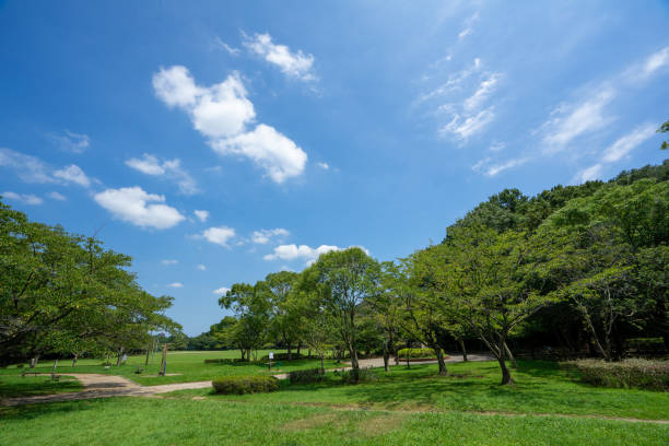 istock Fresh green and blue sky in the park 1266778612