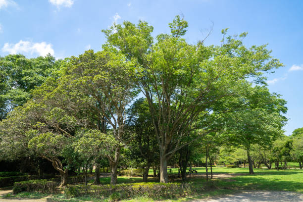istock Fresh green and blue sky in the park 1266778616
