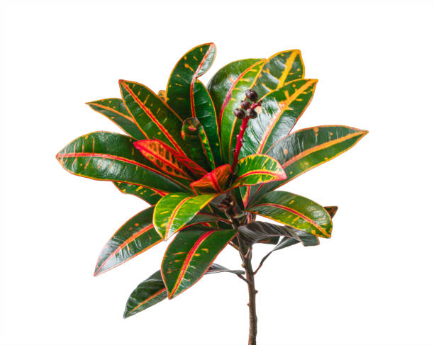 istock Codiaeum variegatum foliage, Croton leaves on branch isolated on white background with clipping path 1266778637