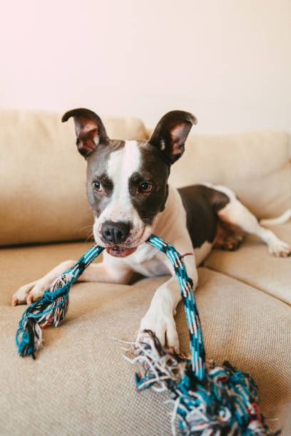 istock Happy dog playing with his toy. Couch potato 1266780175