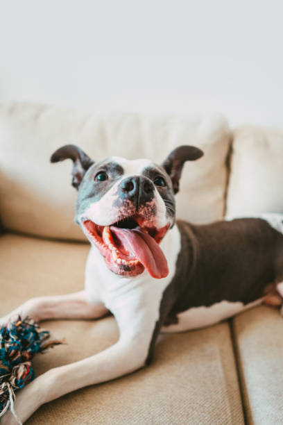 istock Happy dog on a couch 1266780205