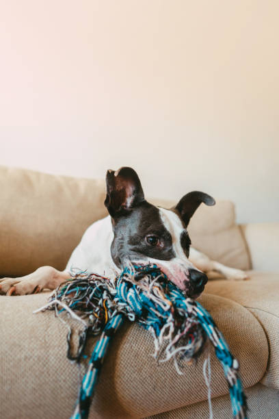 istock Happy dog playing with his toy. Couch potato 1266780238