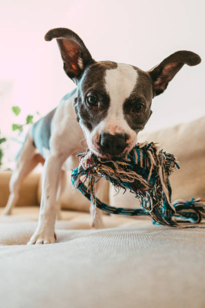 istock Happy dog playing with his toy. Couch potato 1266780244