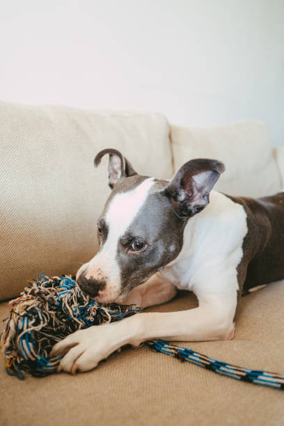 istock Happy dog playing with his toy. Couch potato 1266780290