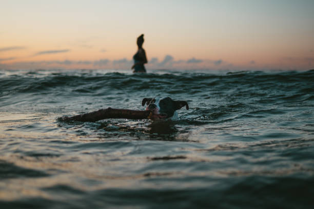 istock Dog playing fetch in the sea. Sunset 1266780354